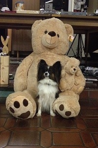Preise der Tombola :)