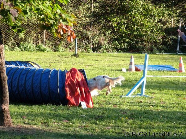 Agility 15.10.2015
