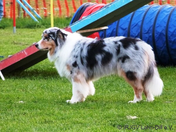 Agility 15.10.2015