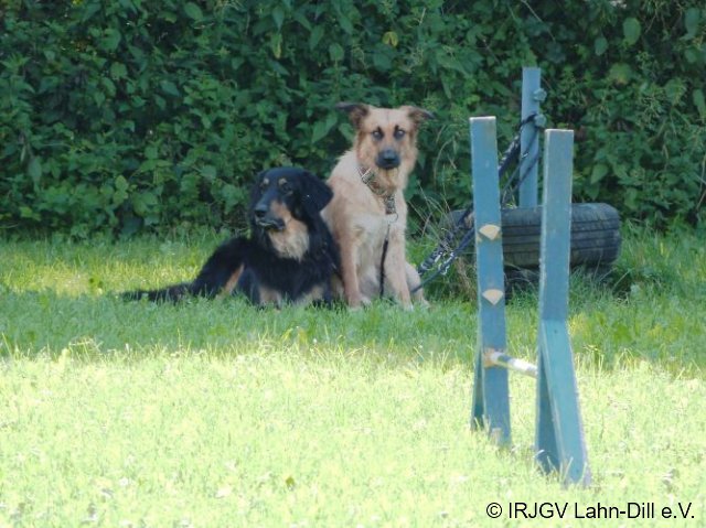 Hunderallye_20170813