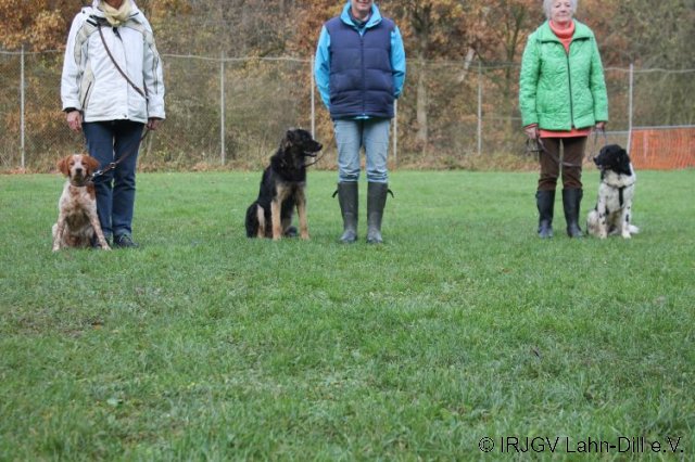 Junghunde 18.11.2017