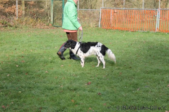 Junghunde 18.11.2017