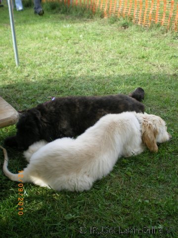 Sommerfest 2010