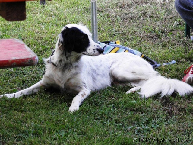 Sommerfest 2011