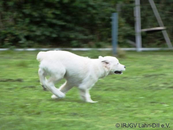 Welpen 15.08.2015