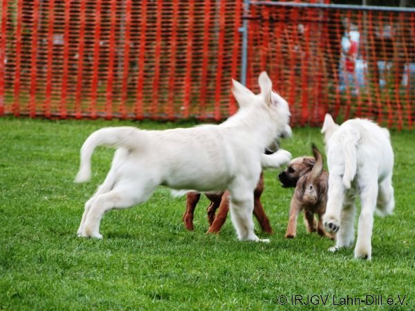 Welpen 15.08.2015