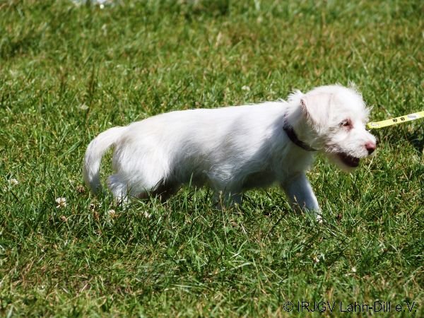 Welpen 07.08.2016