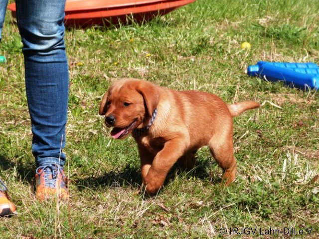Welpen 31.04.2017