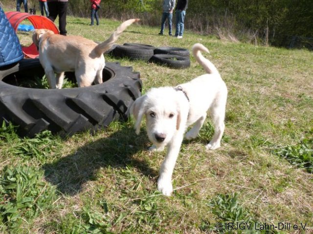 Welpen 31.04.2017