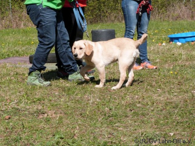 Welpen 31.04.2017