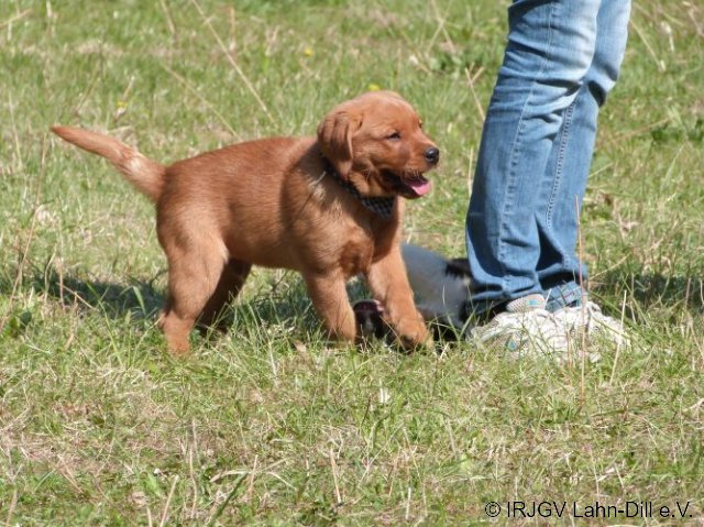 Welpen 31.04.2017