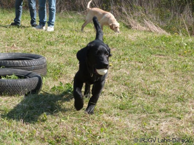 Welpen 31.04.2017