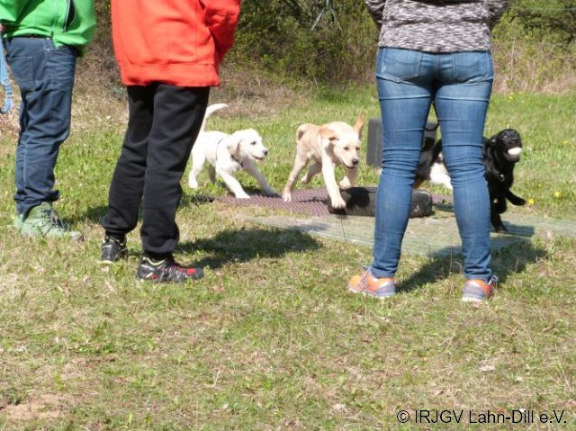 Welpen 31.04.2017