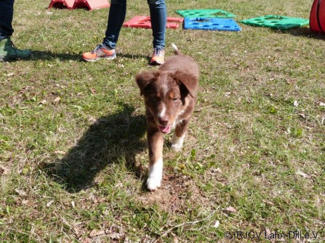 Welpen 31.04.2017