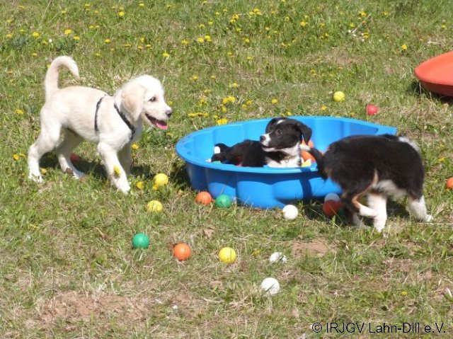 Welpen 31.04.2017